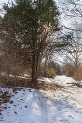 Backlit tree along snow-covered trail