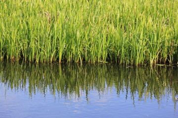 Green water plants reflecting in the water