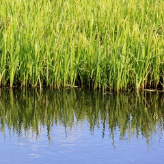 Obraz premium Green water plants reflecting in the water