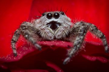 Jumping Spider Macro