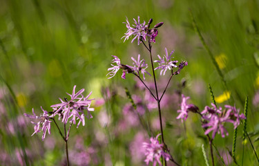 Fototapeta premium Kuckucks-Lichtnelke / Silene flos-cuculi / Ragged-Robin