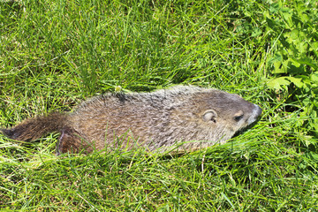 Groundhog in the grass
