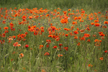 Field with poppies in Hungary