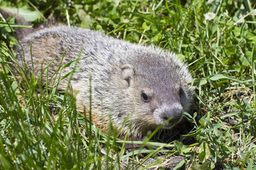 Close up portrait of a woodchuck