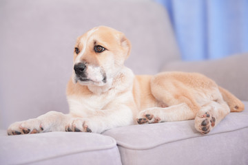 Central Asian Shepherd puppy lying on the sofa indoors