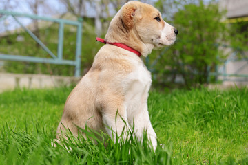 Central Asian Shepherd puppy outside on the grass