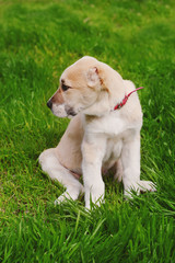 Central Asian Shepherd puppy outside on the grass