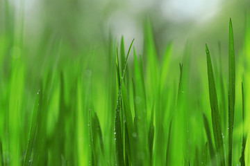 Fototapeta na wymiar Wet grass after the rain, close up