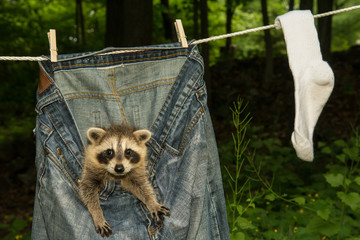 A baby raccoon playing in the laundry drying on the clothes line.