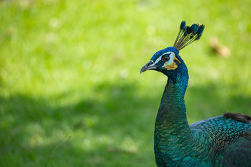 Obraz premium A Green Peafowl (Pavo muticus), casts its shadow against a light green background. Copy-space to the left.