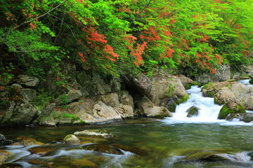 魚止めの滝　岳川のツツジ