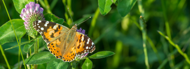 Obraz premium Distelfalter (Vanessa cardui) auf einer Kleeblüte auf einer grünen Wiese