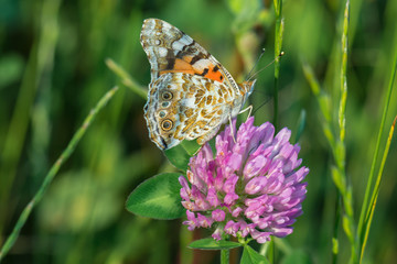 Distelfalter (Vanessa cardui) auf einer Kleeblüte auf einer grünen Wiese