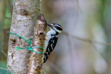 Hairy Woodpeckers are mainly black on the upper parts and wings, with a white or pale back and white spotting on the wings the throat and belly vary from white to sooty brown, depending on subspecies.