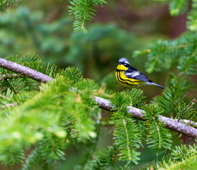 Fototapeta premium The Magnolia Warbler is a handsome and familiar warbler of the northern forests. Though it often forages conspicuously and close to the ground, it is a very shy and hard to photograph.