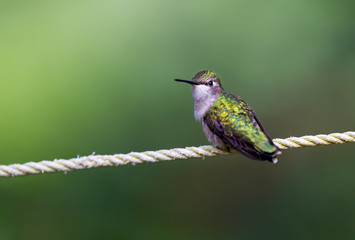 Ruby Throated Humming bird in a boreal forest in Northern Quebec after its long migration north. Very small hummingbirds with a lot of fight to do the long trip from the south.