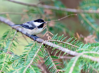 Black capped chickadee. Widely considered friendly bird thanks to its oversized round head, tiny body, and curiosity about everything, including humans. The chickadees black cap and bib; 