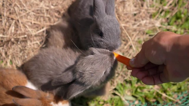 Sweet Couple of Baby Rabbits Eating Carrot. Love to Animals