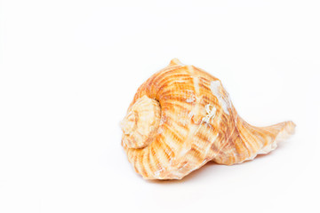 The sea shell on white background