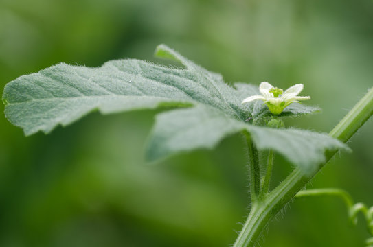 White bryony (Bryonia dioica) in flower. A perennial climbing vine in the cucumber family (Cucurbitaceae), flowering in the English countryside