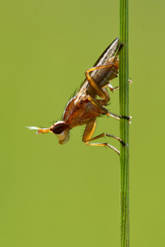 Ilione albiseta snail-killing fly. Probable identification of predatory insect in the family Sciomyzidae