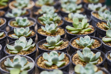 Plants growing in pods.