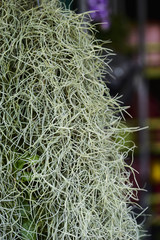 Spanish moss selective focus background.