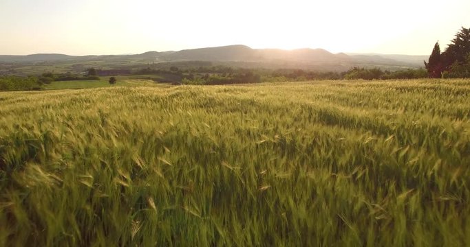 Aerial view of the oats field.Footage fields of oats,Serbia