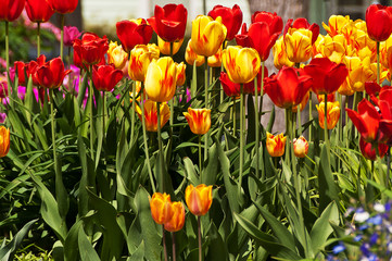 Red and Yellow Tulips 