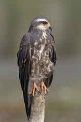 Female Snail Kite Perched on a Stump - Panama