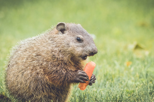 Adorable young groundhog walking through grass and buttercups in vintage garden setting