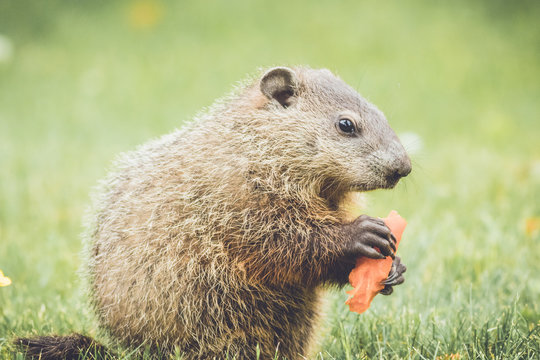 Cute and small marmot eating a carrot