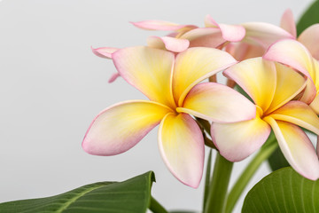 Fototapeta premium Plumeria