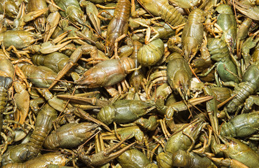 heap of live crawfish