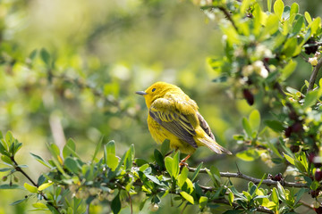 Yellow warbler perched on a barberry bush with head tilted slightly in late spring at High Point State Park, NJ