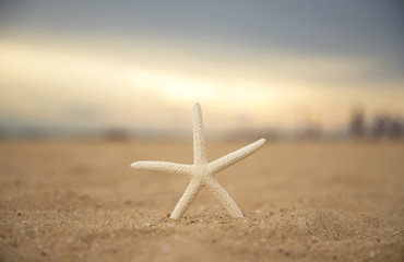 Fototapeta na wymiar Closeup starfish on the beach and twilight sunset 