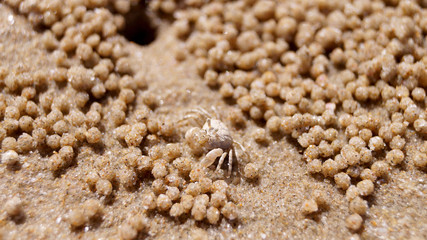 Texture, background of sea sand with a small crab mink