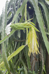 single young dragon fruit hanging on dragon fruit tree under evening sunlight