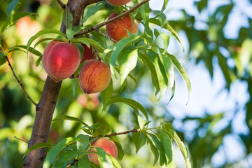 Sweet peach fruits growing on a peach tree in the garden