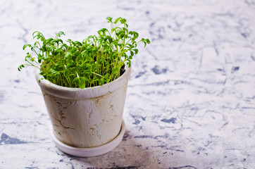 Seedlings of green watercress