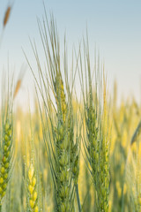 Obraz premium Колоски пшеницы в лучах рассвета