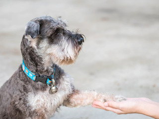 Closeup smart dog , schnauzer dog give its leg to woman hand on blurred cement floor in house background