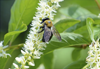 Bumble bee, closeup on flower, are social insects living in colonies of hundreds of bees, though...