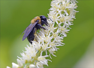 Bumble bee, closeup on flower, are social insects living in colonies of hundreds of bees, though...