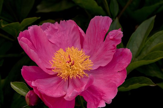 Pfingstrose Einzelbl&uuml;te rosa