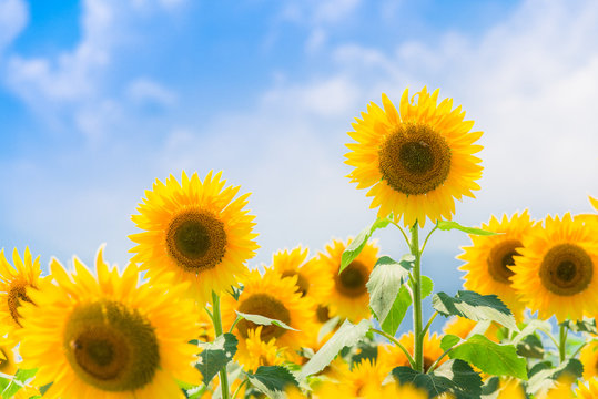 ひまわりと夏空