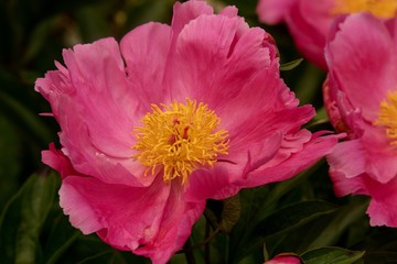 Pfingstrose rosa  Einzelbl&uuml;te