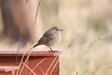 Black Redstart on metal girder.