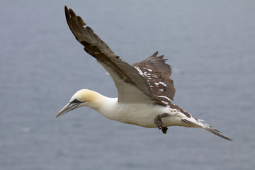 Fototapeta na wymiar Gannet riding the thermals at the cliff top.