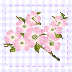 white pink dogwood cornus hanamizuki flower illustration vector